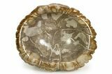 Petrified Wood (Tropical Hardwood) Bowl - Indonesia #352010-2